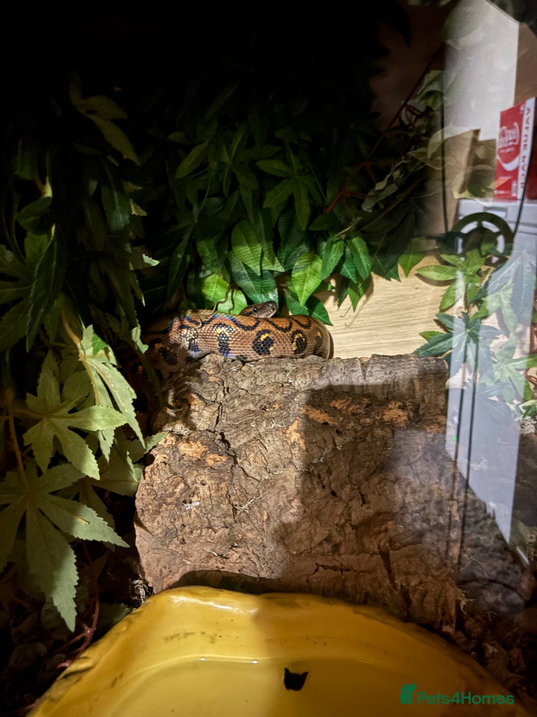 Boa Snake reptiles for sale: Rainbow boa n full setup - Advert 2