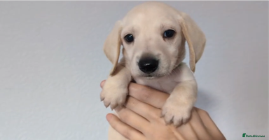 Miniature Dachshund dogs - Advert 2