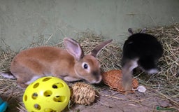 Rex rabbits for sale: Rescue 2 mini rex females bonded bunnies 4 months  - Image 5
