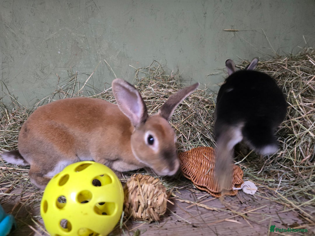Rex rabbits for sale: Rescue 2 mini rex females bonded bunnies 4 months  - Image 5