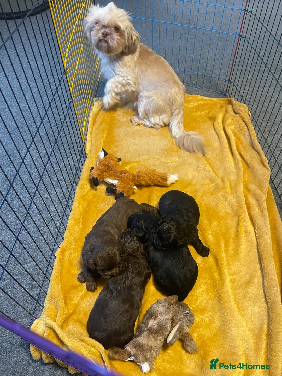 Shihpoo dogs for sale: Shihpoo puppies - Advert 2