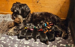 Morkie dogs for sale: Adorable Morkies - Image 10