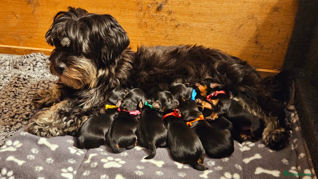 Morkie dogs for sale: Adorable Morkies - Image 10