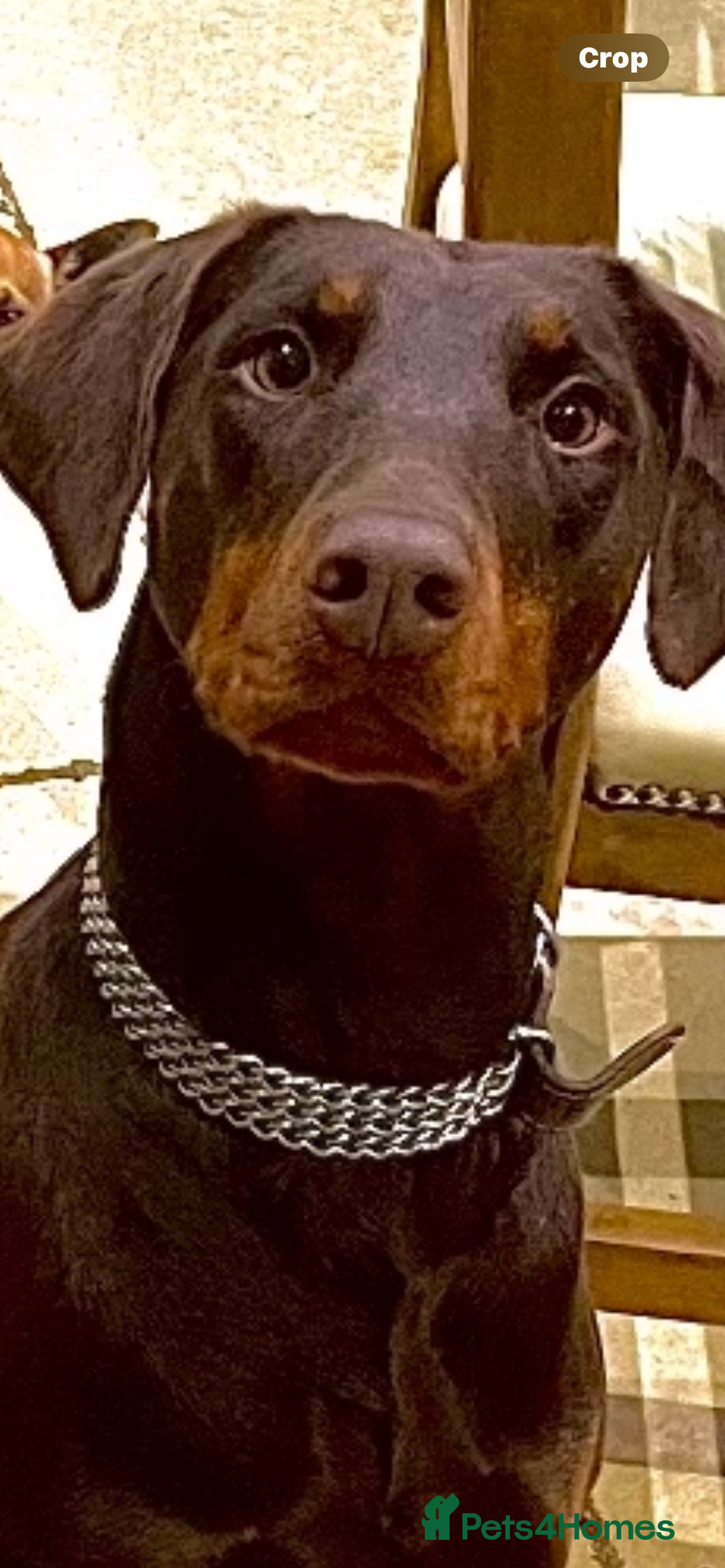 Dobermann dogs for sale: Female Chocolate Doberman  - Image 4