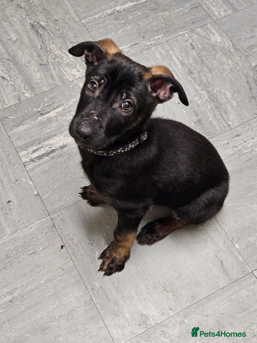 Belgian Shepherd Dog dogs for sale:  Belgian malinois  - Advert 18