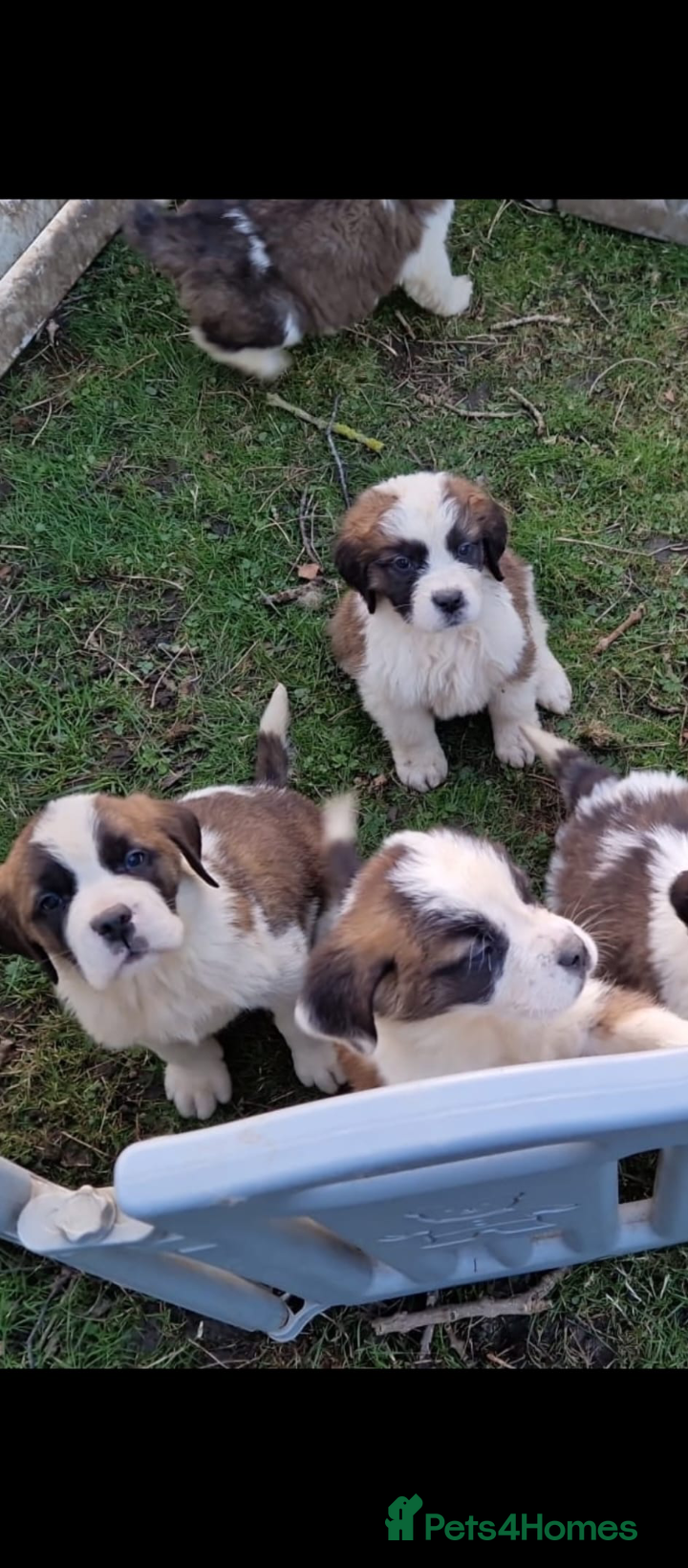 Saint Bernard dogs Beautiful saint Bernard puppies - Advert 2