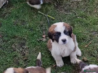 Saint Bernard dogs Beautiful saint Bernard puppies - Advert 2