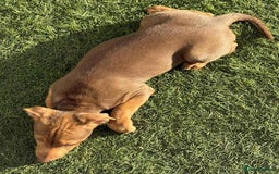 Jack Russell dogs for sale: Beautiful Muchwenlock Jack Russell puppies - Image 38