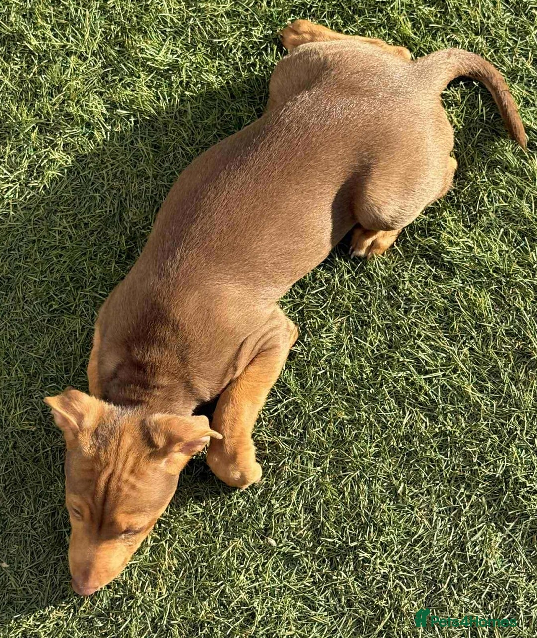 Jack Russell dogs for sale: Beautiful Muchwenlock Jack Russell puppies - Image 38