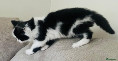 Mixed Breed cats - Advert 12