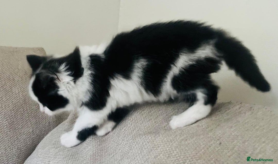 Mixed Breed cats for sale: Gorgeous half Persian fluffy Kittens  - Image 3