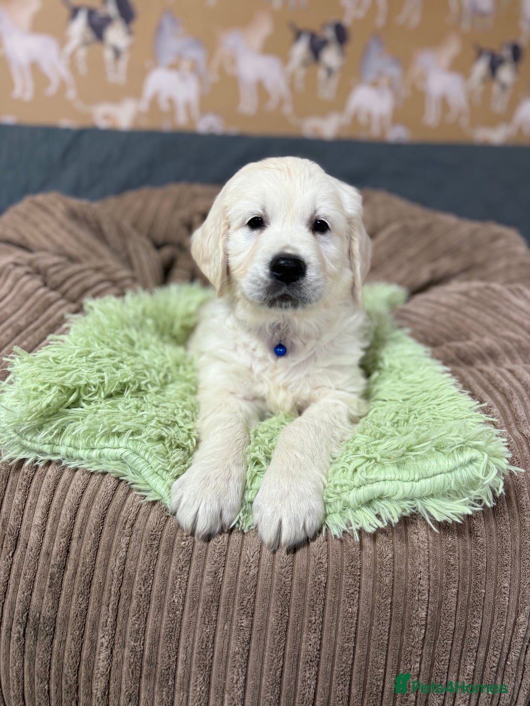 Golden Retriever dogs for sale: Kc registered DNA clear Golden Retriever Puppies - Advert 21