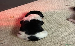 English Springer Spaniel dogs for sale: Springer Spaniel Puppies for sale  - Image 4