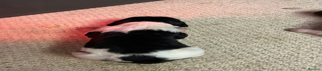 English Springer Spaniel Puppy 4