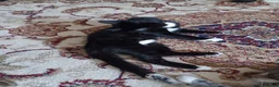 Mixed Breed cats for sale: Playful, loving, and gorgeous kittens  - Advert 5