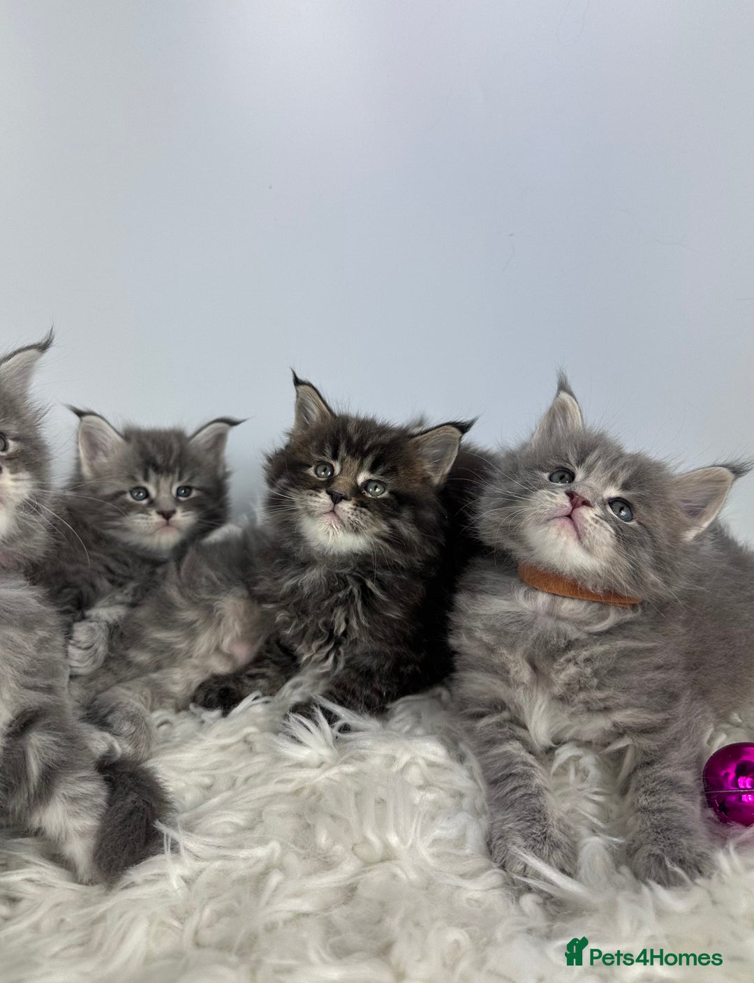 Maine Coon cats for sale: 6 Gorgeous Pure Breed Maine Coon Kittens - Advert 12