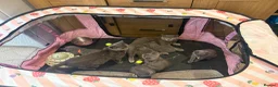 British Shorthair cats for sale: British Shorthair kittens  - Advert 18
