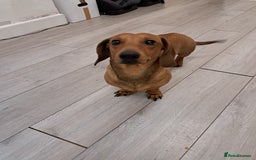 Dachshund dogs for stud: Gorgeous standard red Dachshund for stud in Slough - Image 5