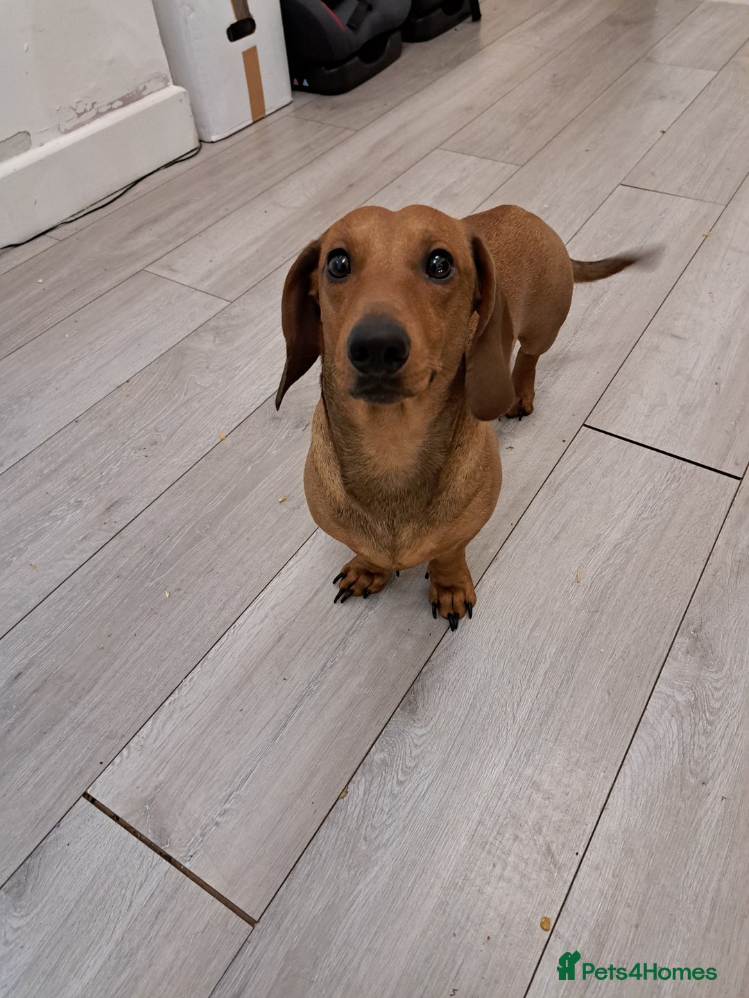 Dachshund dogs for stud: Gorgeous standard red Dachshund for stud in Slough - Image 5