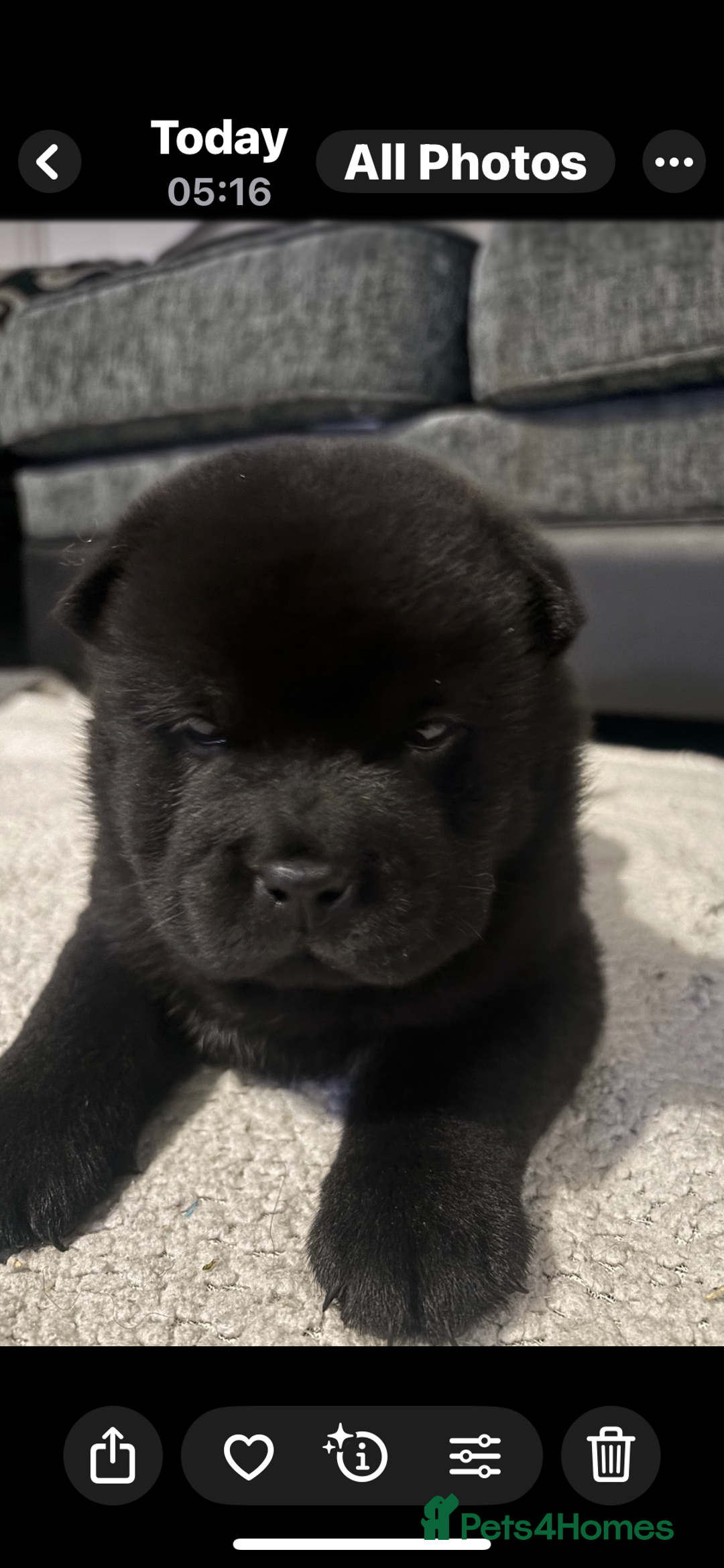 Chow Chow dogs for sale: Chow chow pups SMOOTH and FlUFFY coats  - Advert 9