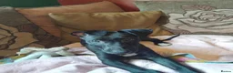 Lurcher dogs for sale: Bedlington grey x bull lurcher pup - Advert 6