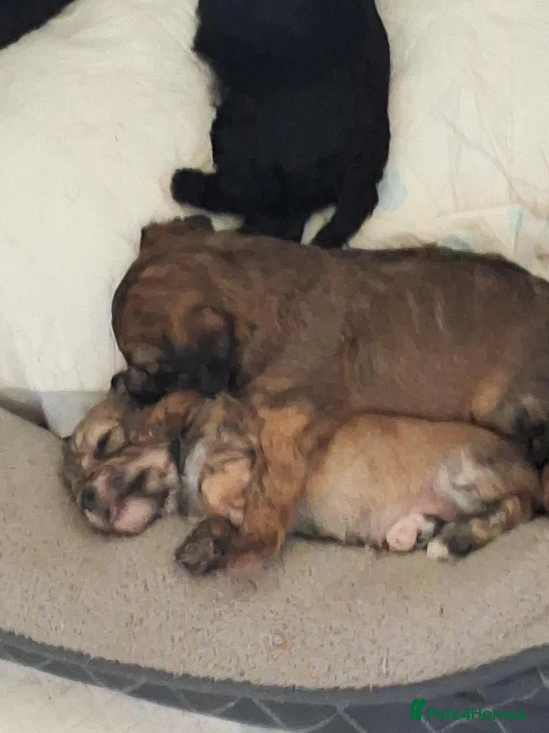 Mixed Breed dogs for sale: Gorgeous Bassettoodle Puppies for sale in Stourbridge - Advert 13