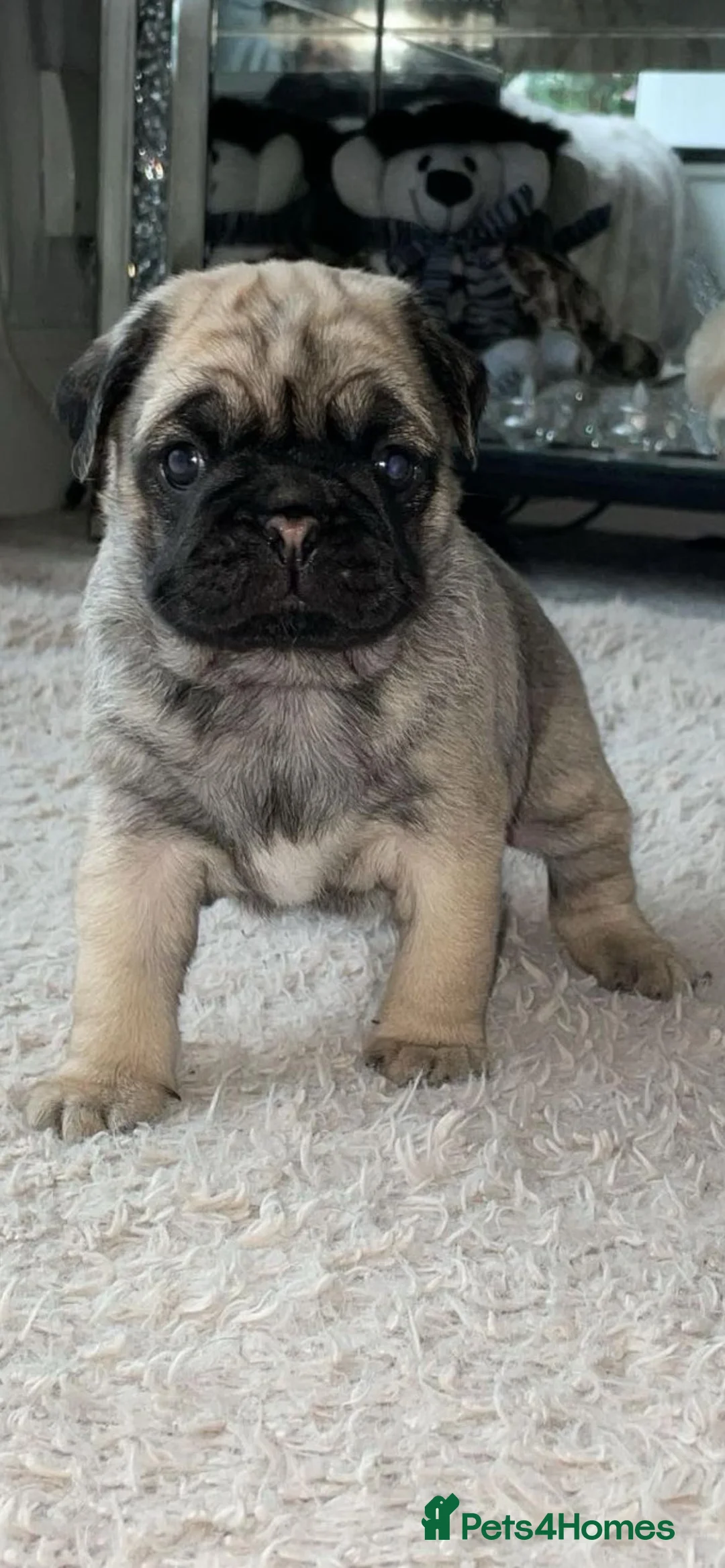 Pug dogs for sale: Gorgeous Platinum Pug puppy - Advert 5