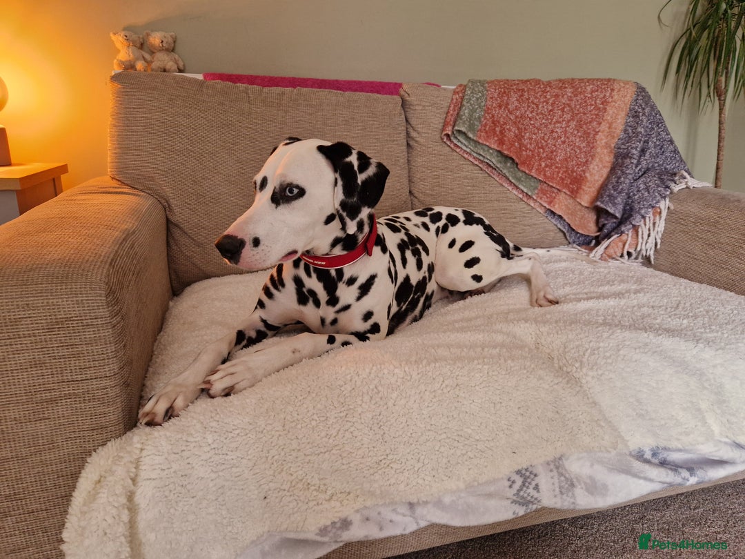 Dalmatian dogs for sale: Heartbreaking sale of my girl  in Church Stretton - Image 2