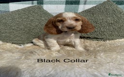 Cocker Spaniel dogs for sale: KC Registered Show Type Cocker Spaniels - Image 5