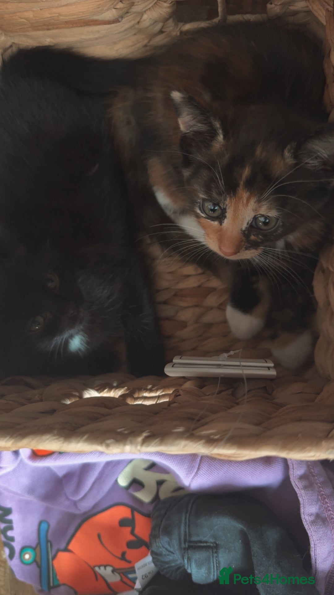 British Shorthair cats for sale: 2 female kittens - Image 7