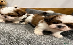 Shih Tzu dogs for sale: Summer Shihtzu Puppies - Image 19