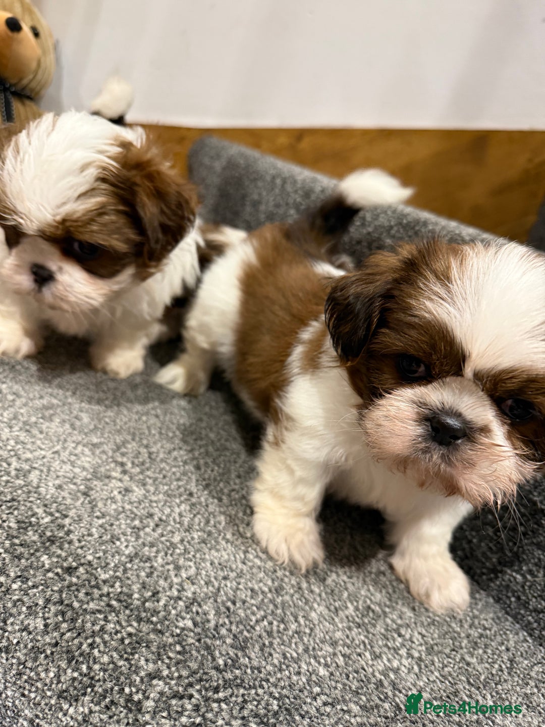 Shih Tzu dogs for sale: Summer Shihtzu Puppies - Image 19