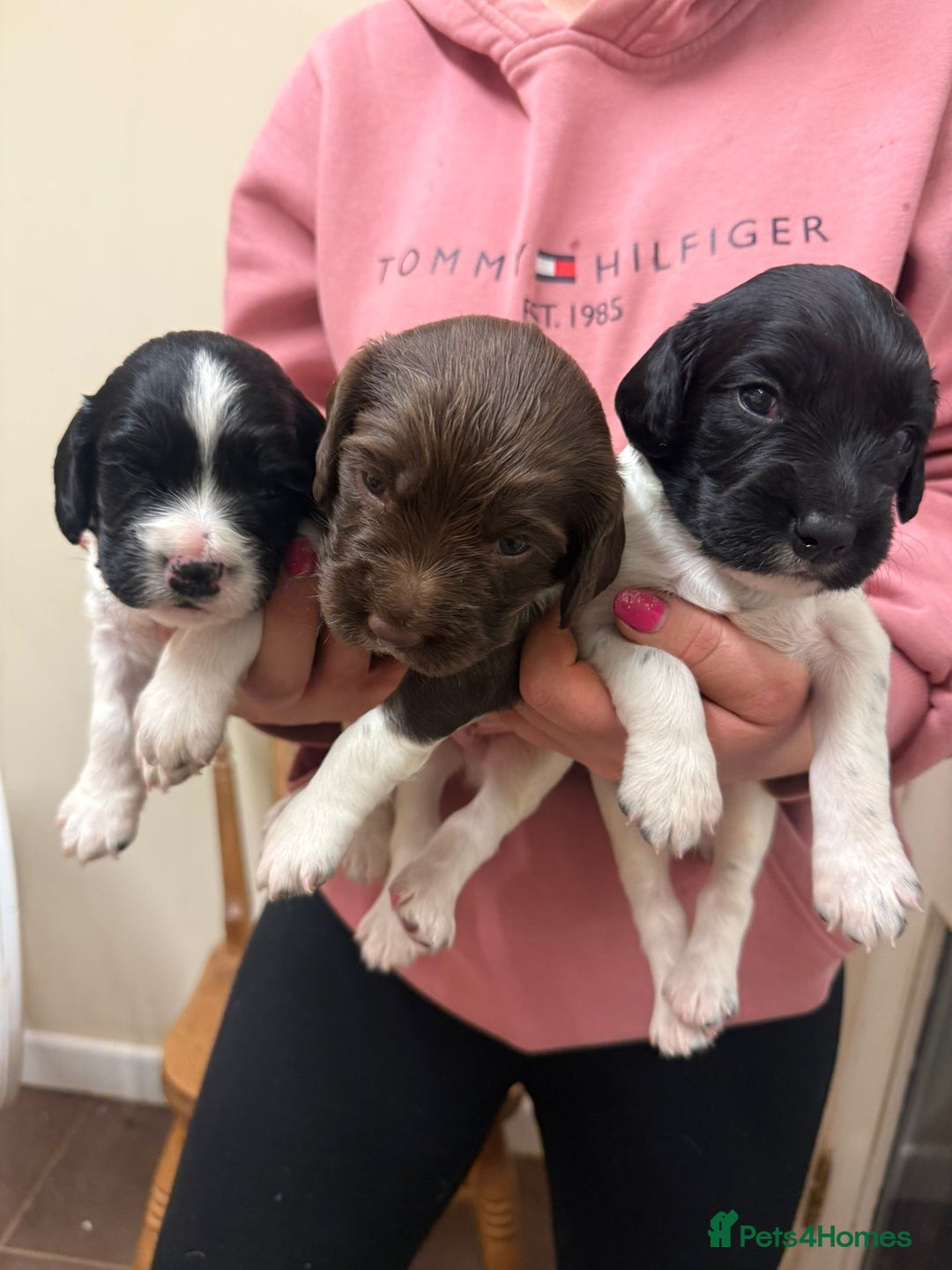 English Springer Spaniel dogs for sale: Kc Registered English Springer Spaniels for sale.  - Advert 2