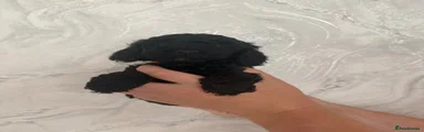 Cockapoo 5