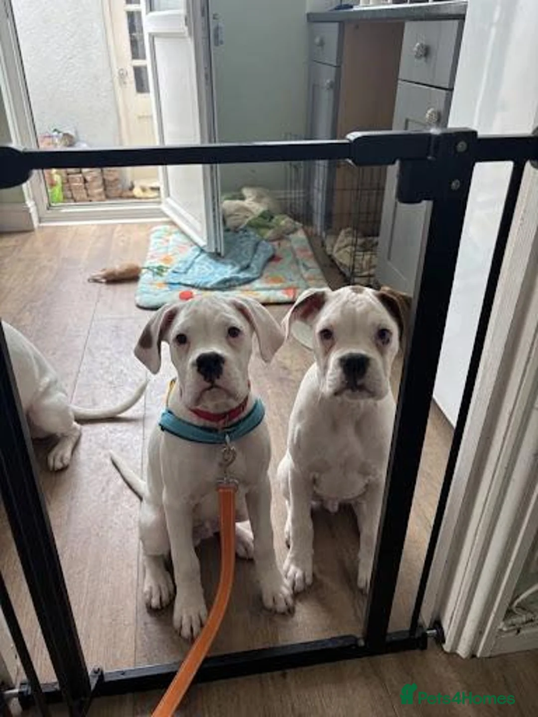 Boxer dogs for sale: Kc reg boxer puppies forsale - Advert 2