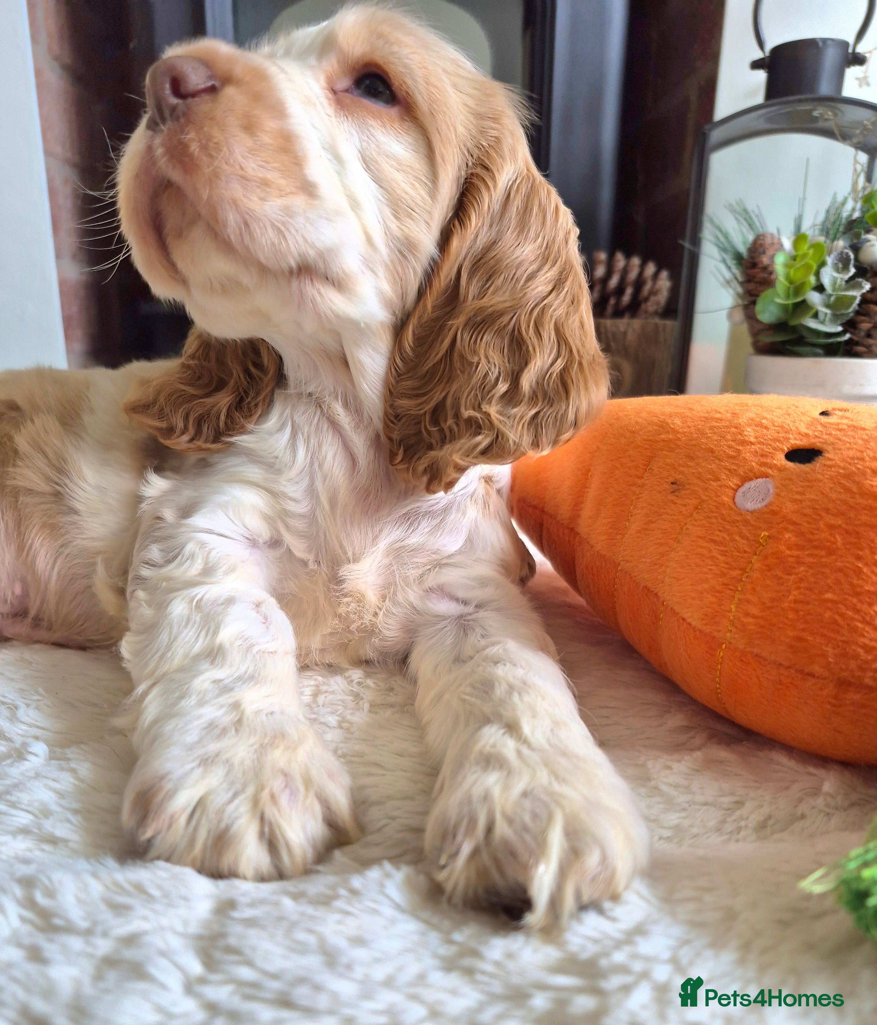 Cocker Spaniel dogs KC Reg,Health Tested, Show Cocker Spaniel Puppies  - Advert 4