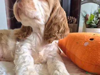 Cocker Spaniel dogs KC Reg,Health Tested, Show Cocker Spaniel Puppies - Advert 3