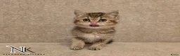 British Shorthair cats for sale: GCCF British Shorthair Babies Ready Soon 🐱 - Advert 12