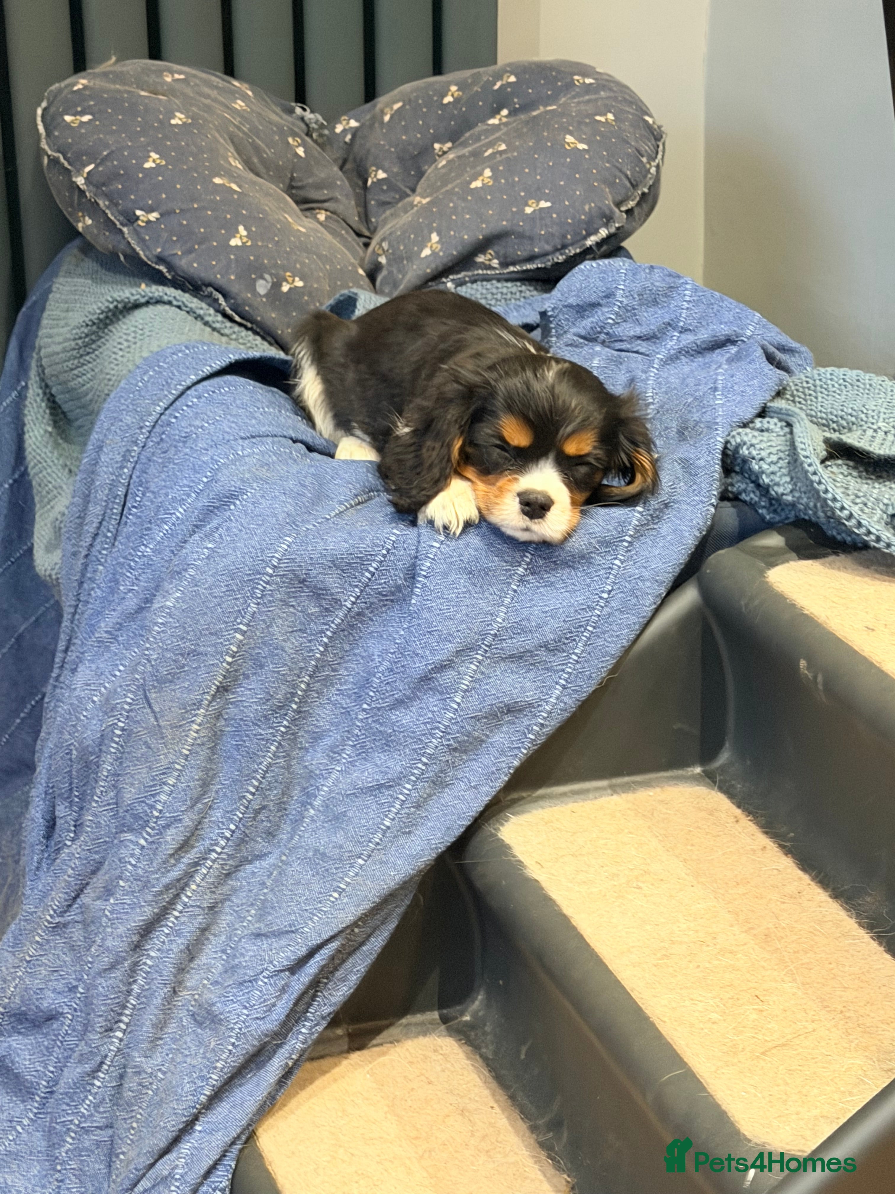 Cavalier King Charles Spaniel dogs Male KC reg puppies from Health Tested Parents - Advert 8