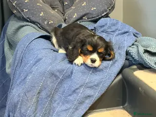 Cavalier King Charles Spaniel dogs Male KC reg puppies from Health Tested Parents - Advert 8