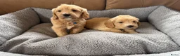 Labradoodle dogs for sale: F1 Minature labradoodles - Advert 8