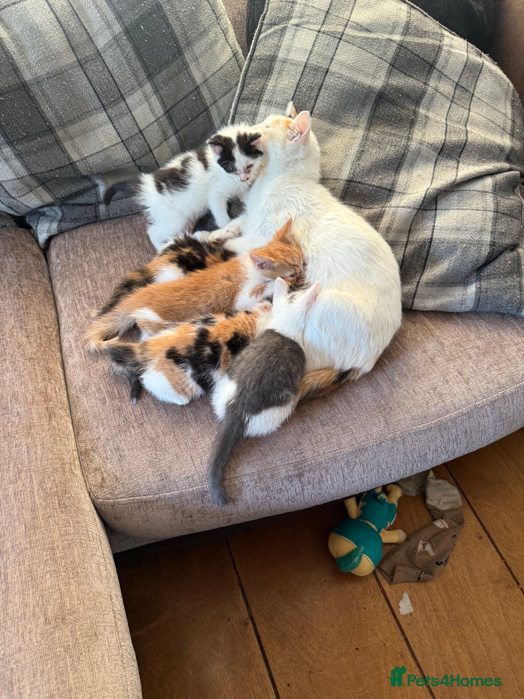 British Shorthair cats for sale: Stunning colour litter of kittens  - Image 5