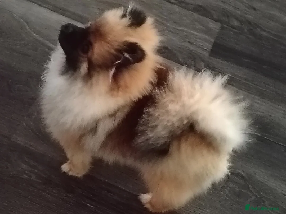 Pomeranian dogs for sale: Pomeranian  in Hebburn - Advert 2