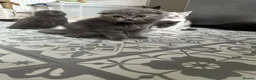 Scottish Fold cats for sale: 🖤REDUCED LAST ONE🖤SCOTTISH FOLD KITTENS🖤 - Advert 10