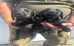 Cockerdor dogs for sale: Quality litter of cockerdors Blacks £450 Gold £550 - Image 5
