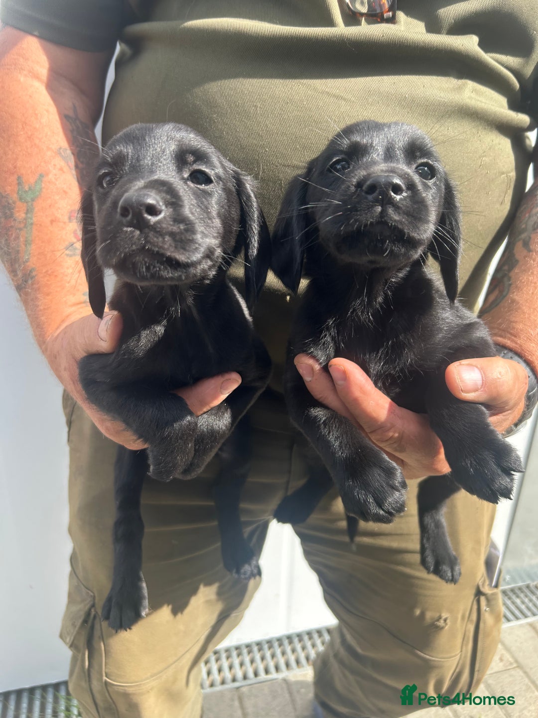 Cockerdor dogs for sale: Quality litter of cockerdors Blacks £450 Gold £550 - Image 5