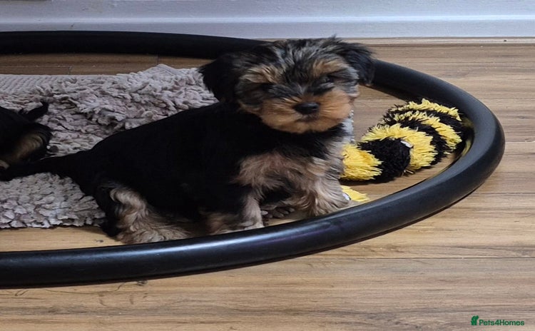 Yorkshire Terrier dogs - Advert 5