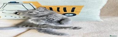 Maine Coon Kitten 2