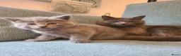 Mixed Breed cats for sale: Kittens are waiting for their forever homes in Rotherham - Advert 7