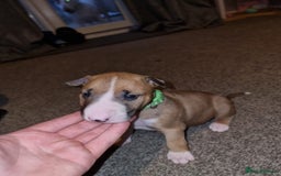 English Bull Terrier dogs for sale: English bull terrier  - Image 22